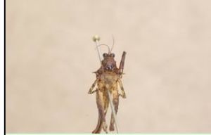 鄭氏擬角蚱 鄭氏擬角蚱