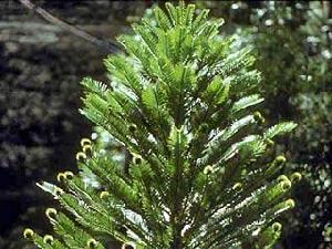 烏洛米松 烏洛米松