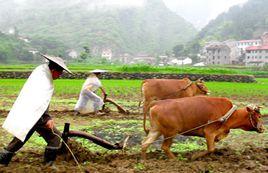 靈牛耕田 靈牛耕田