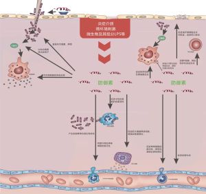 防禦素如何調節免疫系統