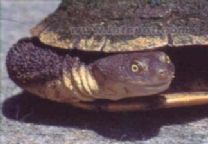 蛇頸龜屬 蛇頸龜屬