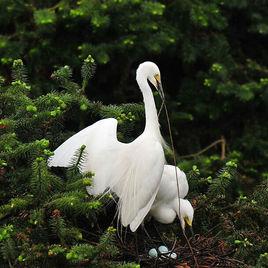 繁殖季節 繁殖季節