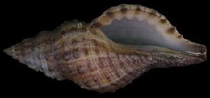 似峨岩螺 似峨岩螺