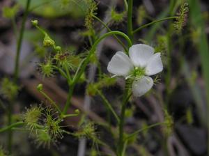 光萼茅膏菜(圖1)