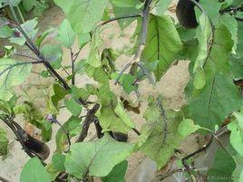 茄子枯萎病 茄子枯萎病