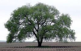 懷念那棵老榆樹