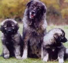 薩普蘭尼那克犬 薩普蘭尼那克犬