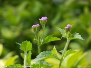 勝紅薊提取物 勝紅薊提取物