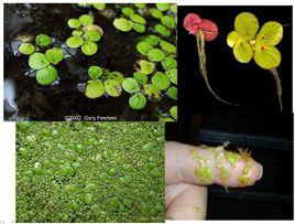 紫背浮萍 紫背浮萍