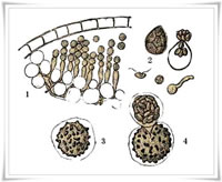 牛膝白銹 牛膝白銹