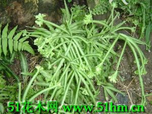 白斑鳳尾蕨 白斑鳳尾蕨