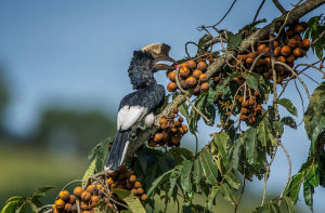 黑白噪犀鳥 黑白噪犀鳥