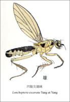 凹腿尖翅蠅 凹腿尖翅蠅