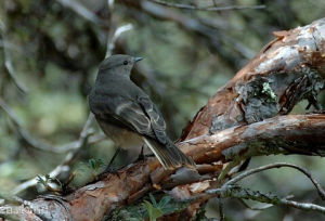 棕腹叢霸鶲 棕腹叢霸鶲