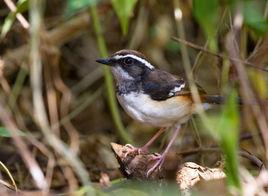 白眉鵲鴝 白眉鵲鴝