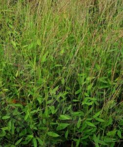 披針葉藎草 披針葉藎草