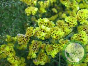 狹萼冠唇花 狹萼冠唇花