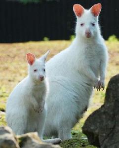 白化紅頸沙袋鼠