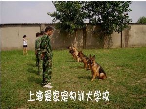 上海愛家寵物訓練學校