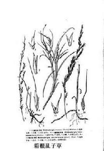 箱根亂子草 箱根亂子草