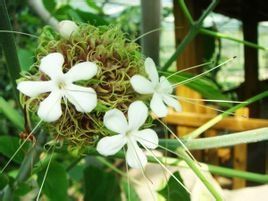 臭茉莉葉 臭茉莉葉