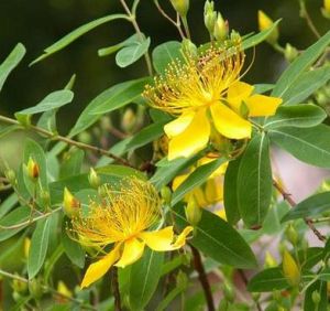 金絲桃族 金絲桃族