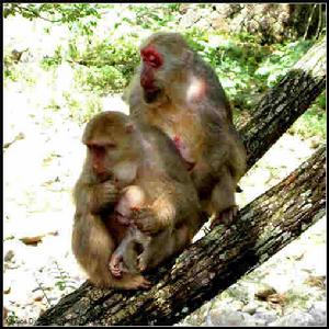 武夷山國家自然保護區的猴子