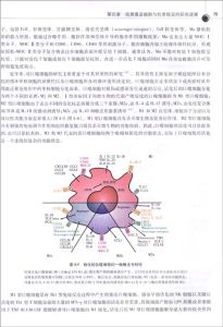 《免疫學前沿進展》 《免疫學前沿進展》