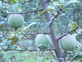 阿里野木瓜 阿里野木瓜