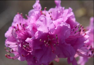 金達萊花 金達萊花