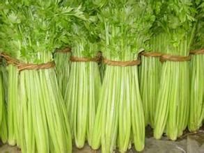 佛羅里達683 佛羅里達683