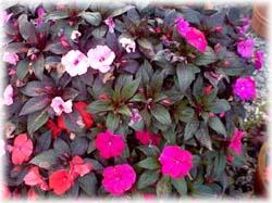 翠錦鳳仙花 翠錦鳳仙花