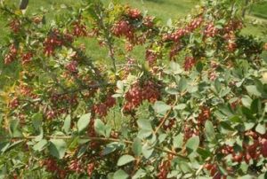 彎果小檗 彎果小檗