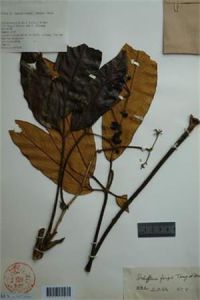 文山鵝掌柴 文山鵝掌柴