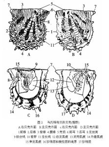馬氏珠母貝的形態構造