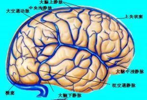 大腦下靜脈 大腦下靜脈