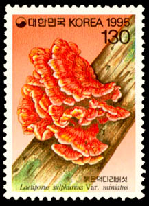 Laetiporus sulphures var.miniatus Imaz.