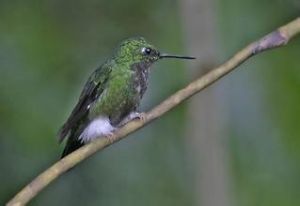 翠腹毛腿蜂鳥 翠腹毛腿蜂鳥