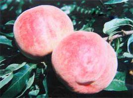 海陽紅巨桃 海陽紅巨桃