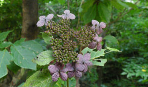 浙皖繡球 浙皖繡球