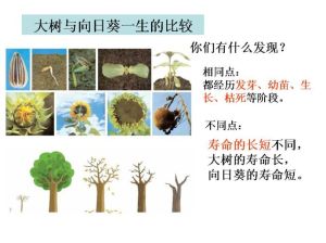 《植物有哪些相同特點》 《植物有哪些相同特點》