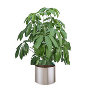 大葉三七（變種）