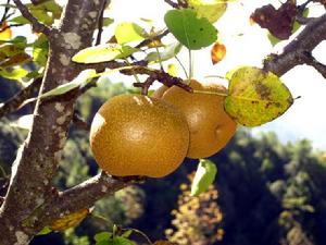 瑞谷莊村特色產業-雪梨
