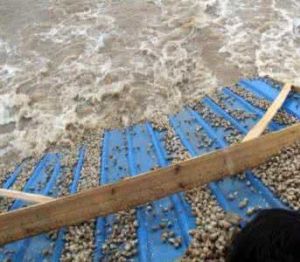 焦河藍蛤 焦河藍蛤