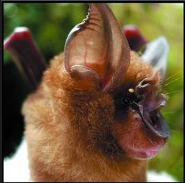 中型菊頭蝠 中型菊頭蝠