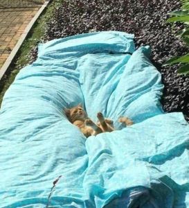 曬被長貓 曬被長貓