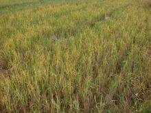 往娥自然村的農村經濟