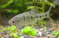 條紋二須䰾 條紋二須䰾