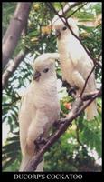 杜可波氏鳳頭鸚鵡