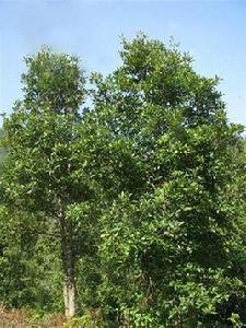 八角[木蘭科八角屬植物]